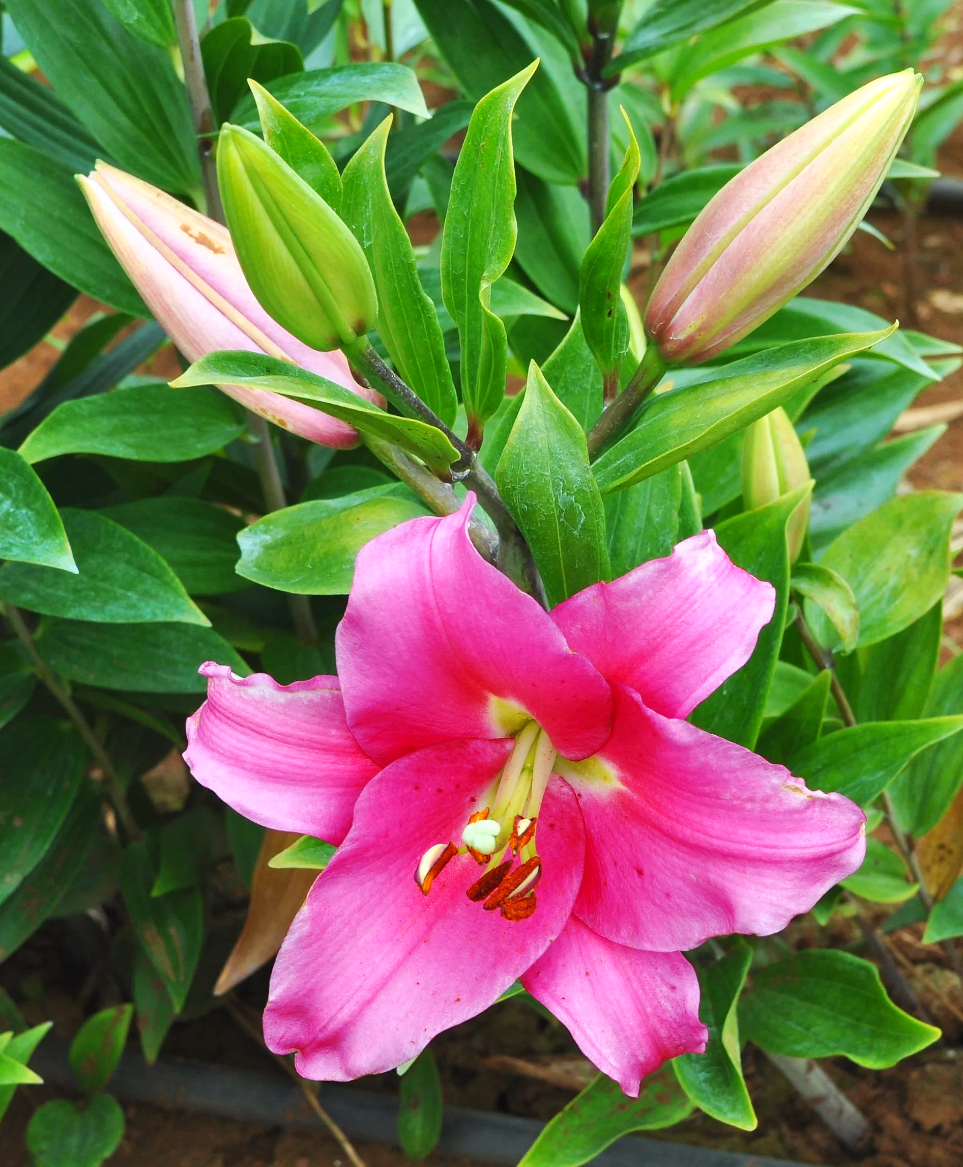 Lily様オーダー NEW! 'Miss Jennifer' (Mak-Leek) — The Lily Garden
